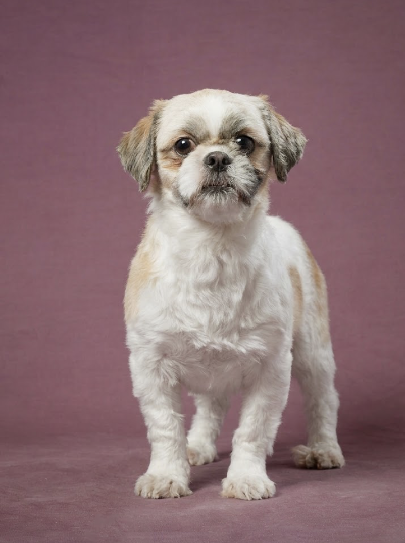 Dolly