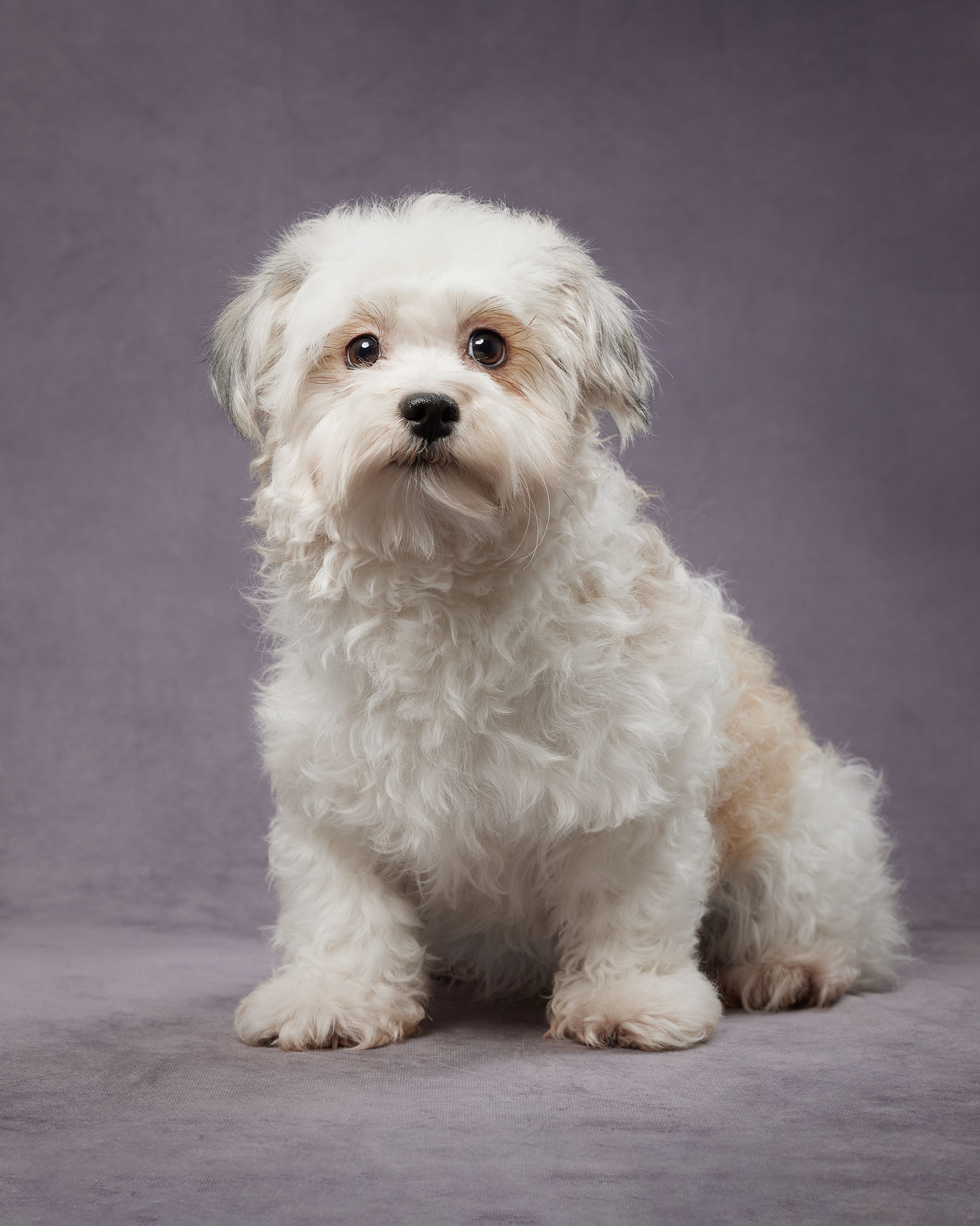 Lakeshore's Tinkerbelle