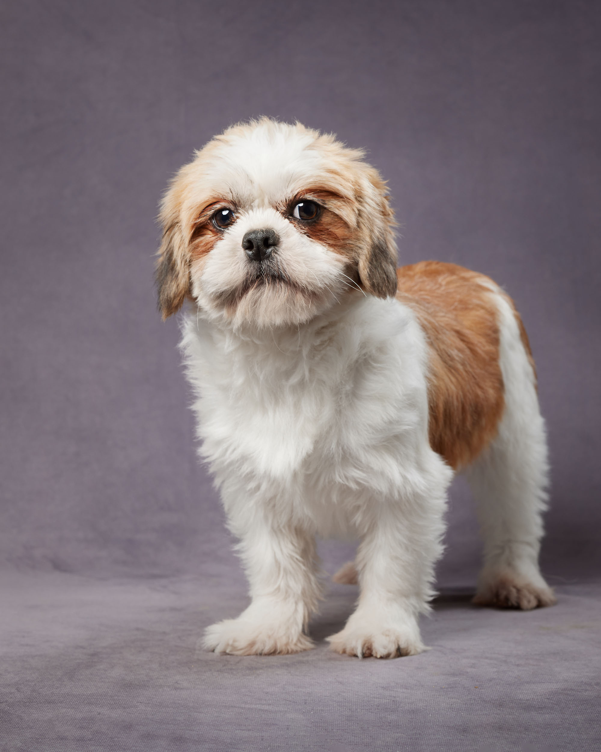 Carlisle Kennel's Ellie