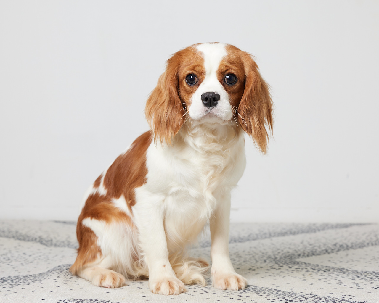 Dakota Blue's Kenzie