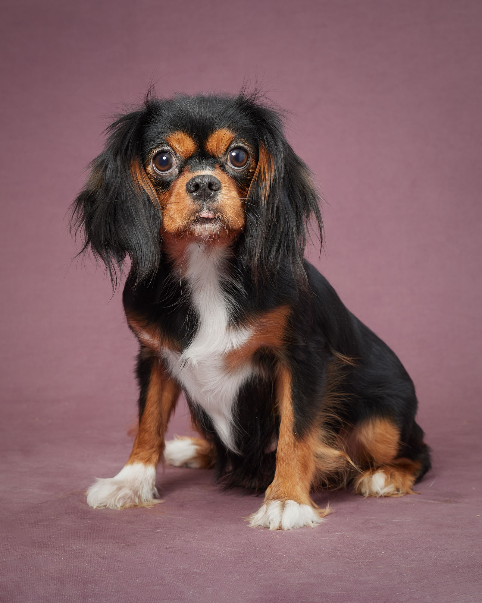 Lakeshore's Stella II