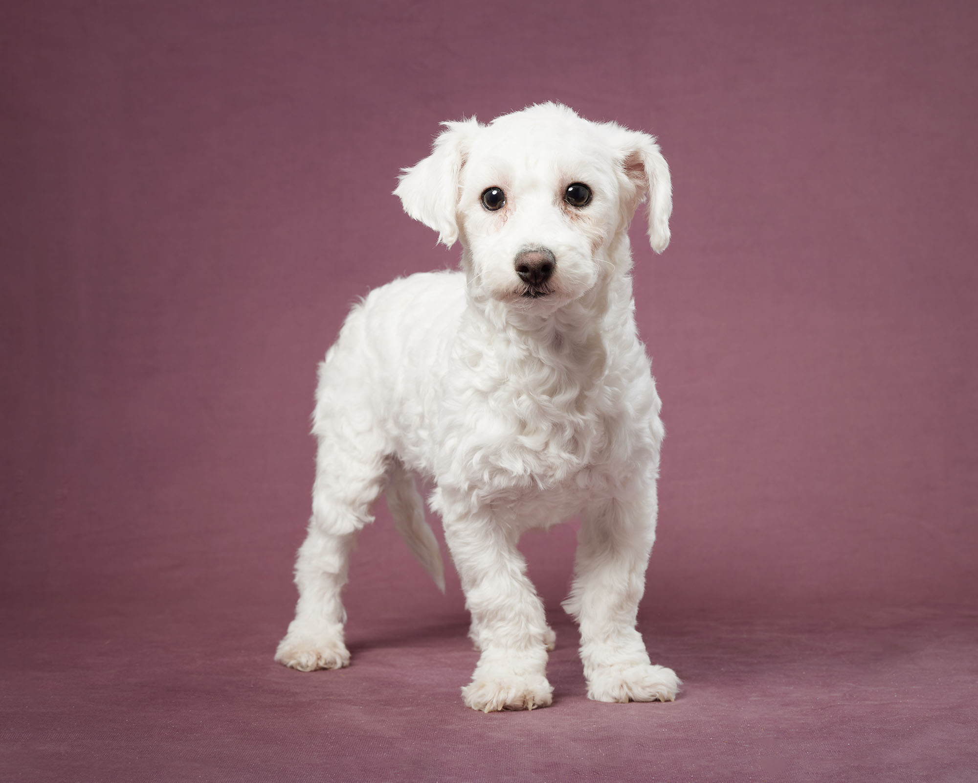 Lakeshore's Penelope