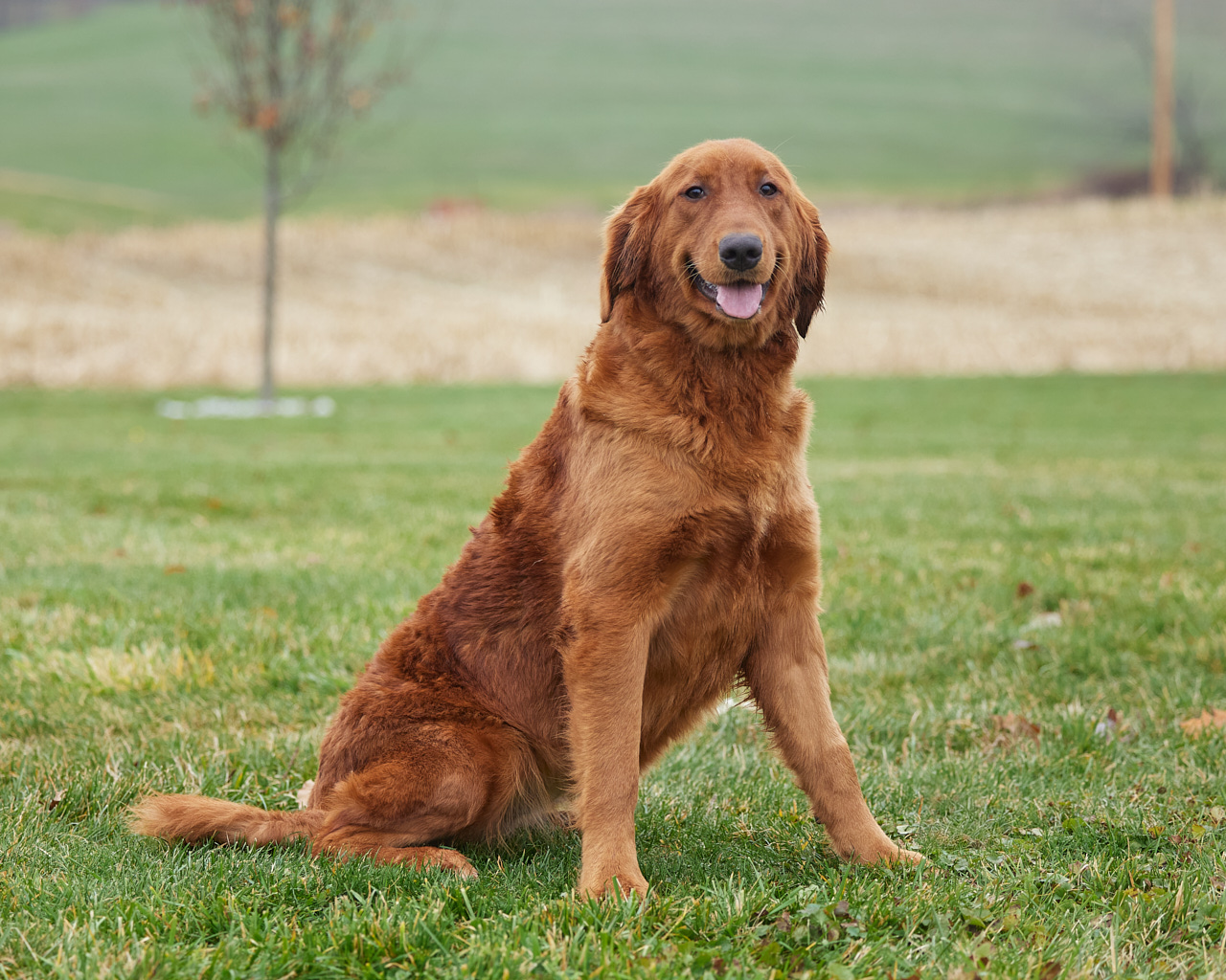 Cinnamon's Princess