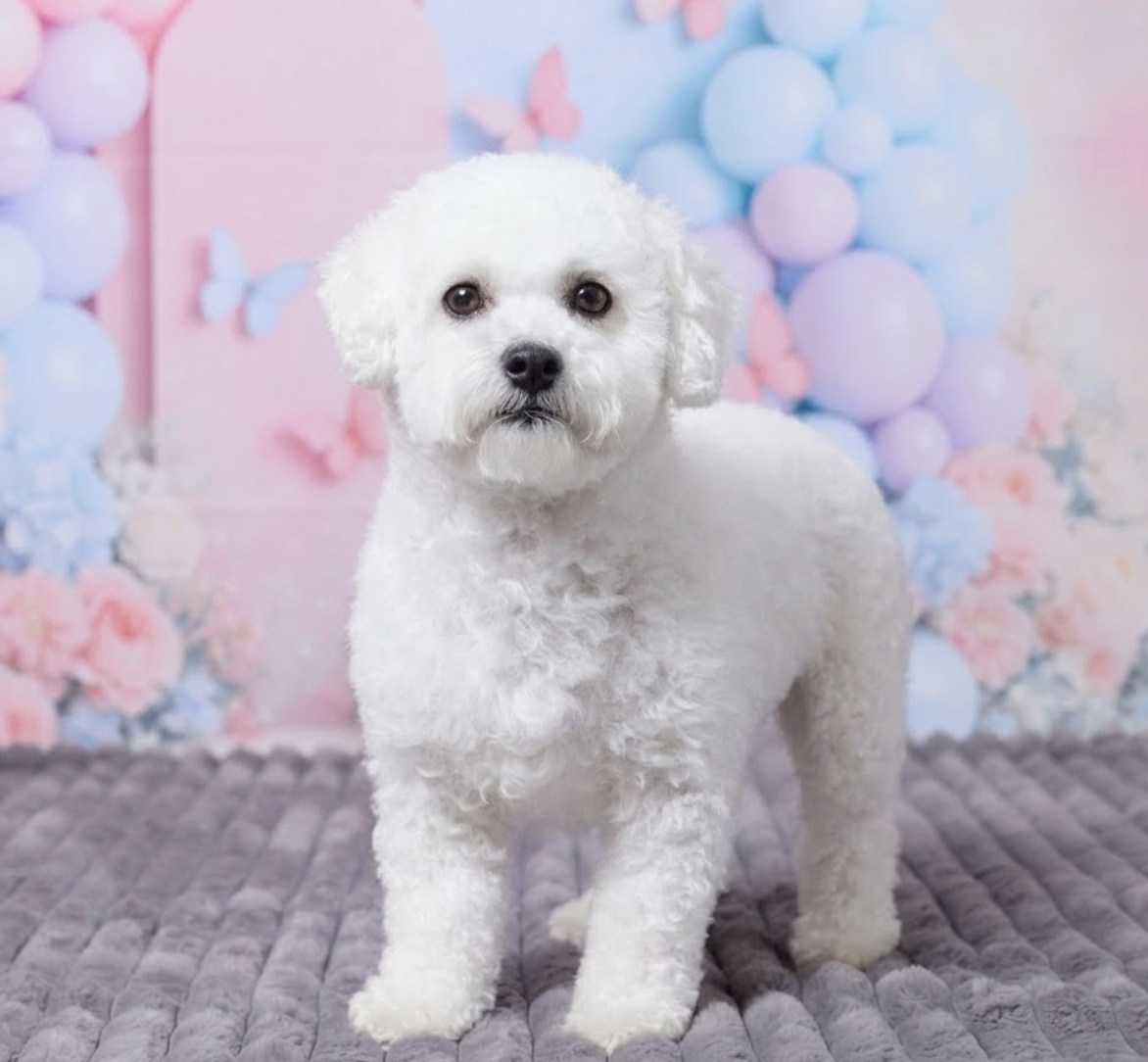Sammy's Dolly