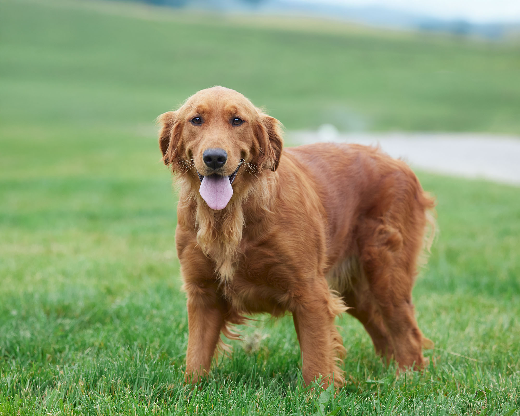 Jake's Sophie