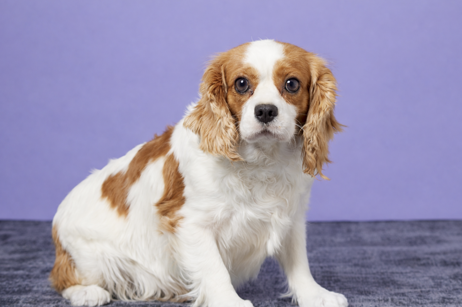 North Fork Freddie's Rhonda