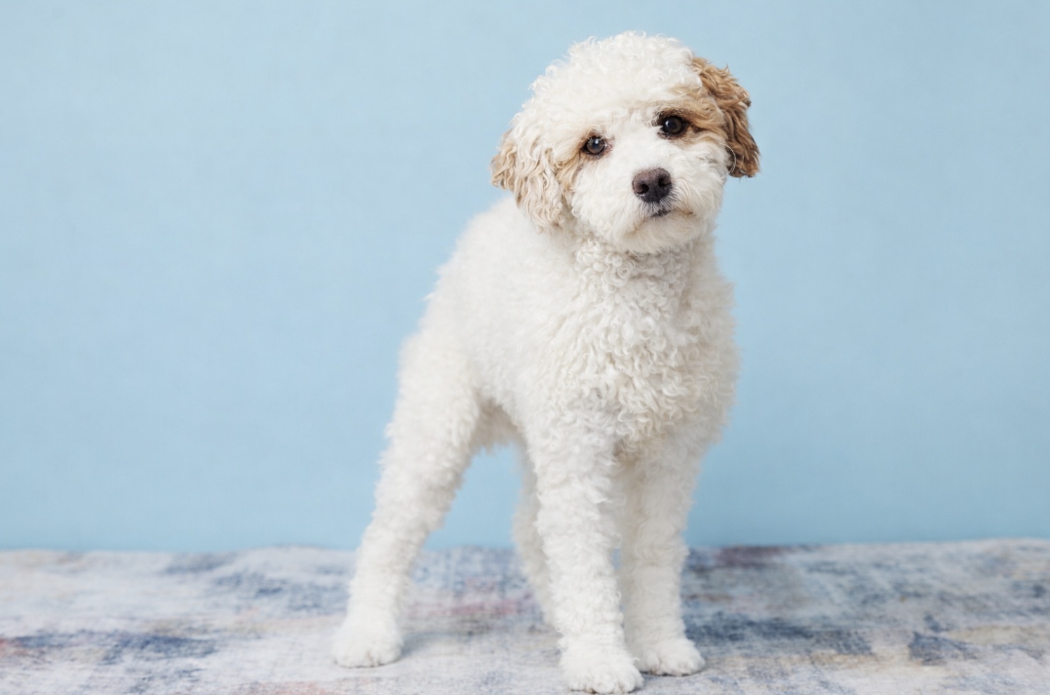 Happytail's Huxley
