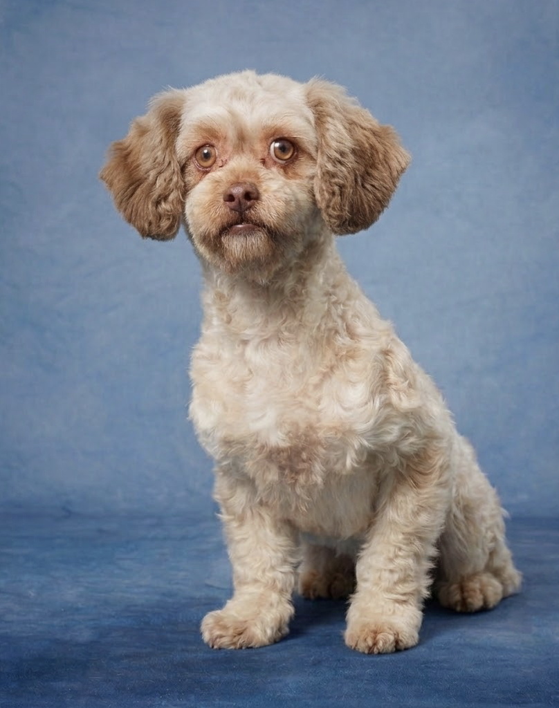 Lakeshore's Veronica