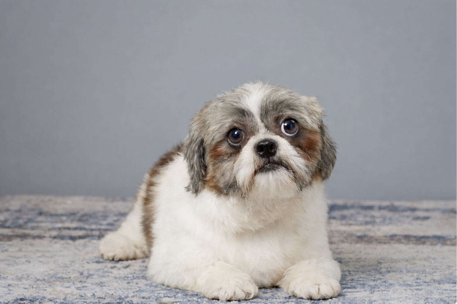 Carlisle Kennel's Gigi