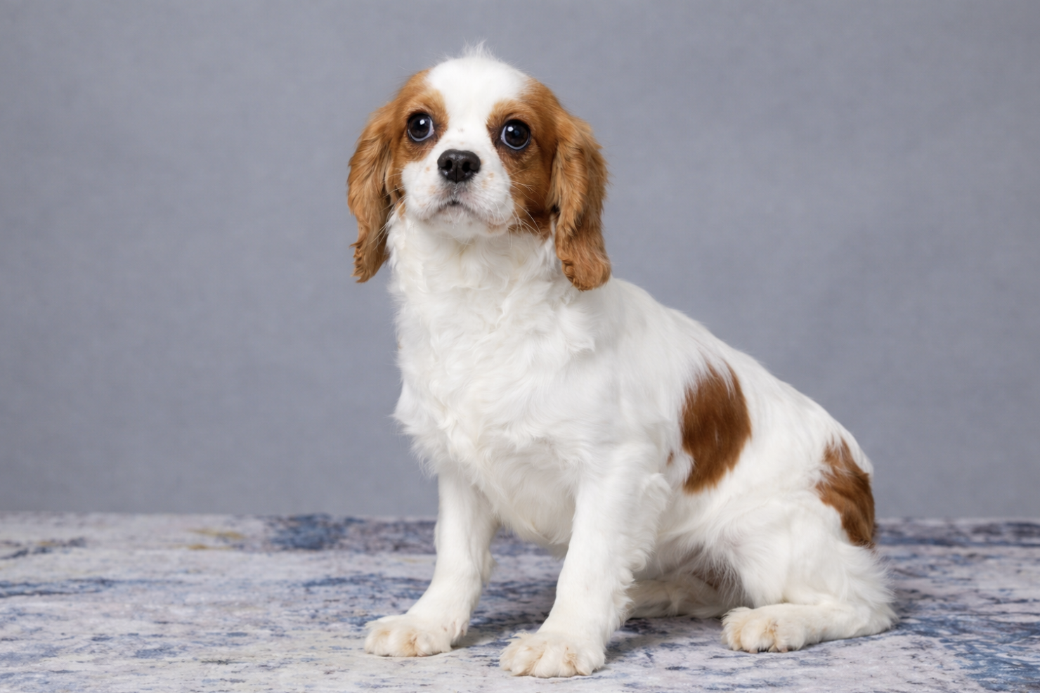 Dakota Blue's Minnie