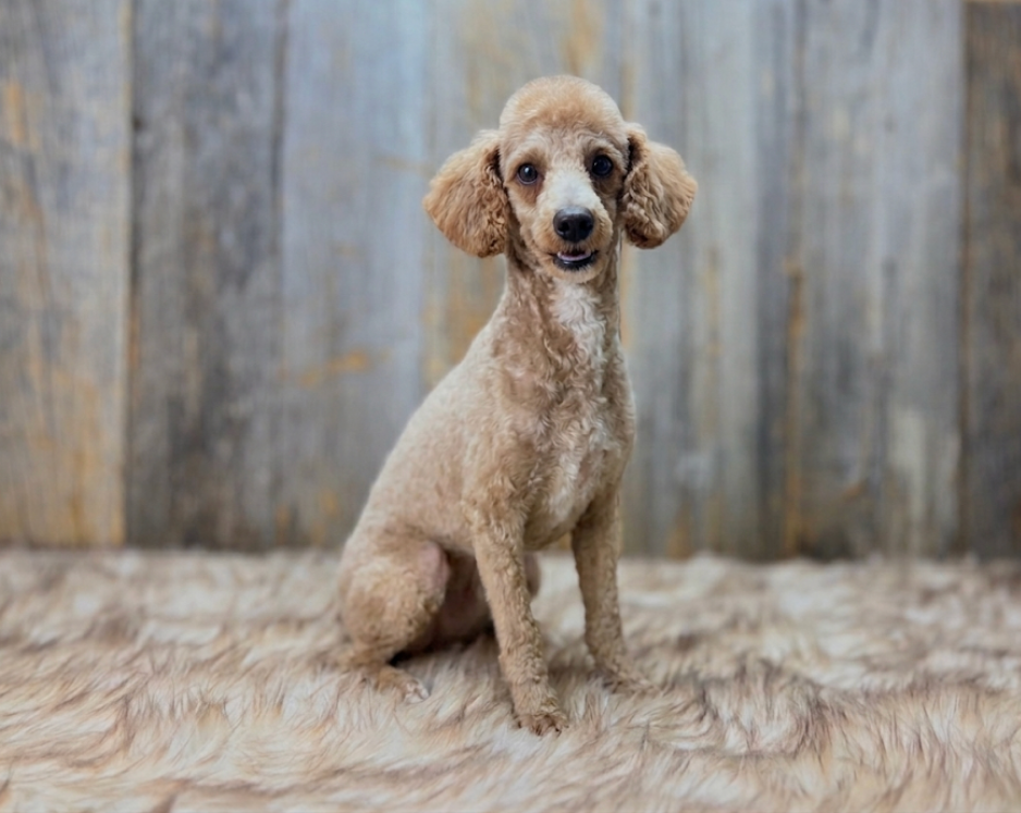 Sycamore Run Jasper II