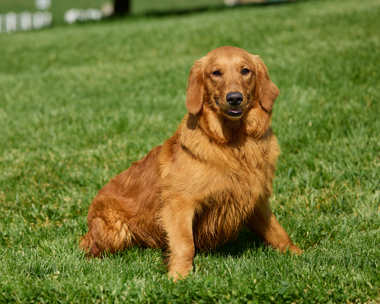 Jasper's Maggie